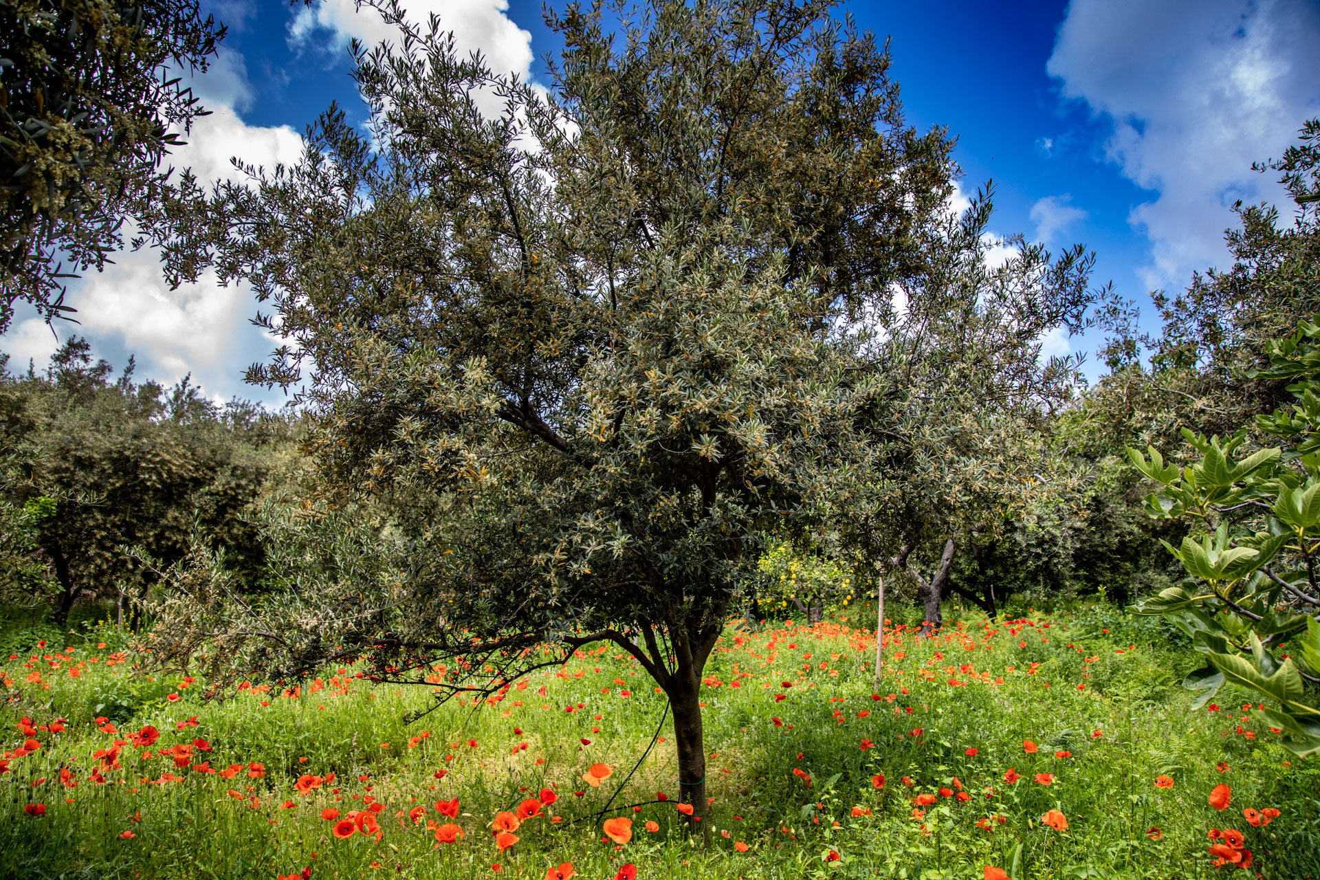 Olio Extravergine di oliva siciliano
