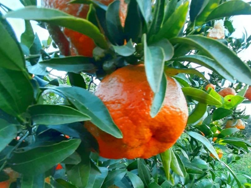 Ciaculli tangerines